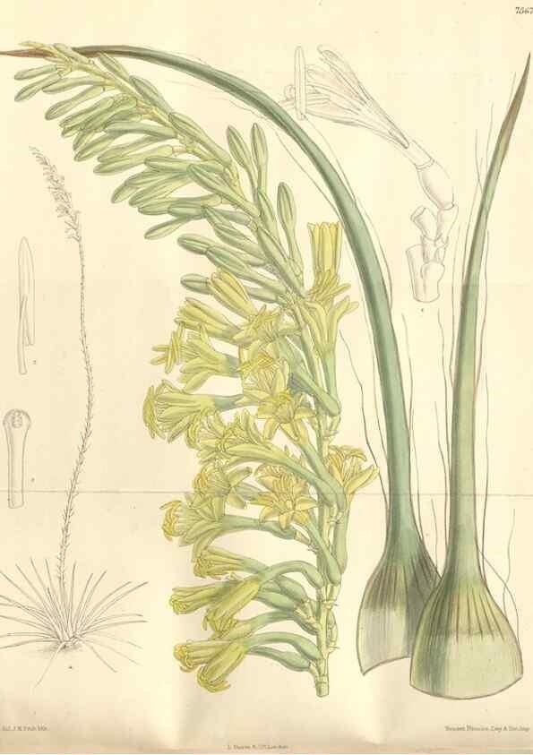 Reproducción/Reproduction 35399250546: Curtis's botanical magazine.. London ; New York [etc.] :Academic Press [etc.]