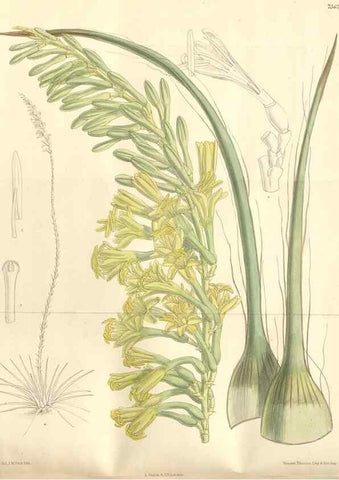 Reproducción/Reproduction 35399250546: Curtis's botanical magazine.. London ; New York [etc.] :Academic Press [etc.]