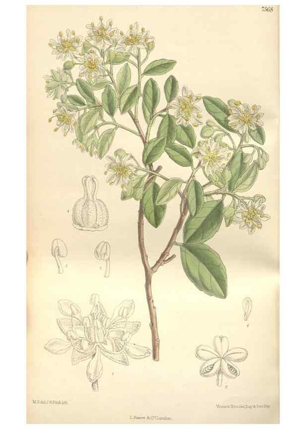 Reproducción/Reproduction 35399251696: Curtis's botanical magazine.. London ; New York [etc.] :Academic Press [etc.]