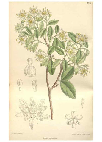 Reproducción/Reproduction 35399251696: Curtis's botanical magazine.. London ; New York [etc.] :Academic Press [etc.]