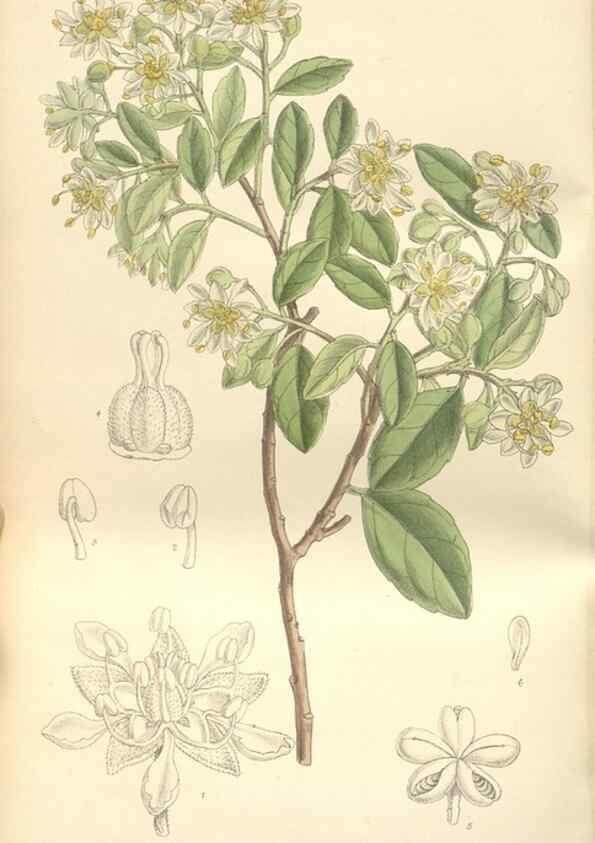 Reproducción/Reproduction 35399251696: Curtis's botanical magazine.. London ; New York [etc.] :Academic Press [etc.]