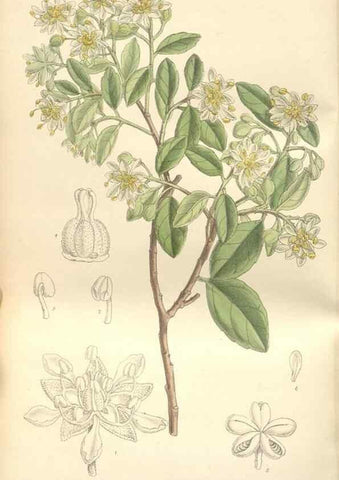Reproducción/Reproduction 35399251696: Curtis's botanical magazine.. London ; New York [etc.] :Academic Press [etc.]