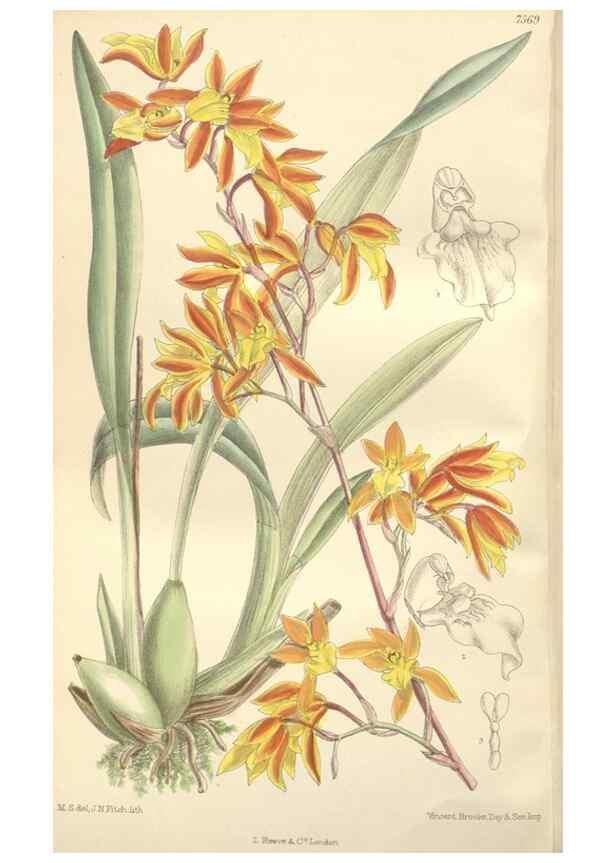 Reproducción/Reproduction 35051941590: Curtis's botanical magazine.. London ; New York [etc.] :Academic Press [etc.]