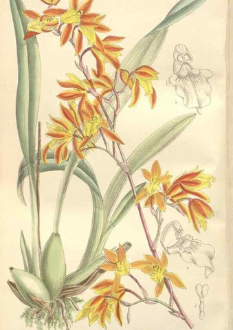 Reproducción/Reproduction 35051941590: Curtis's botanical magazine.. London ; New York [etc.] :Academic Press [etc.]
