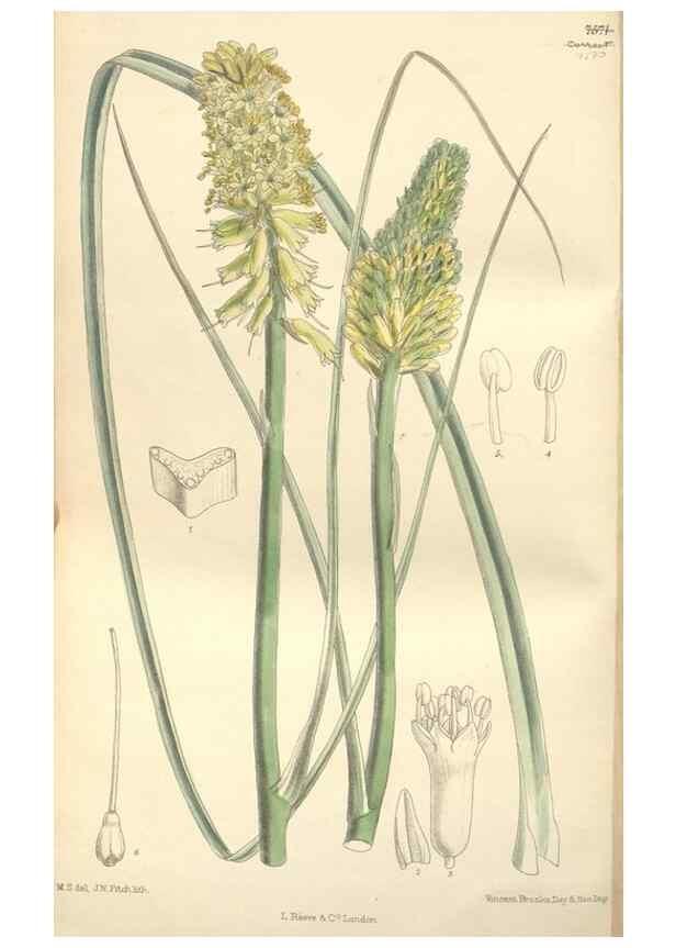 Reproducción/Reproduction 35051944760: Curtis's botanical magazine.. London ; New York [etc.] :Academic Press [etc.]