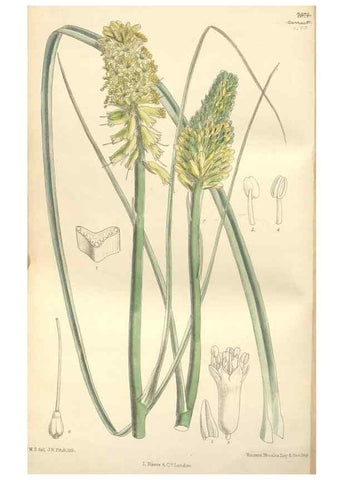 Reproducción/Reproduction 35051944760: Curtis's botanical magazine.. London ; New York [etc.] :Academic Press [etc.]