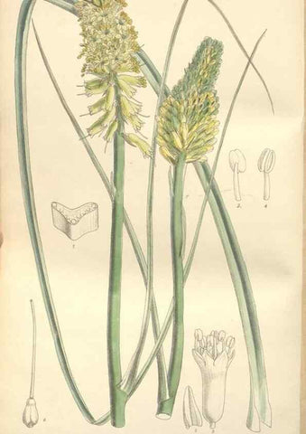 Reproducción/Reproduction 35051944760: Curtis's botanical magazine.. London ; New York [etc.] :Academic Press [etc.]