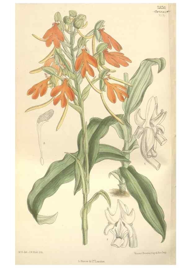 Reproducción/Reproduction 35051947900: Curtis's botanical magazine.. London ; New York [etc.] :Academic Press [etc.]