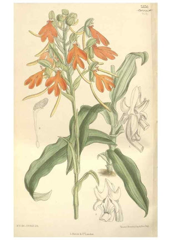 Reproducción/Reproduction 35051947900: Curtis's botanical magazine.. London ; New York [etc.] :Academic Press [etc.]
