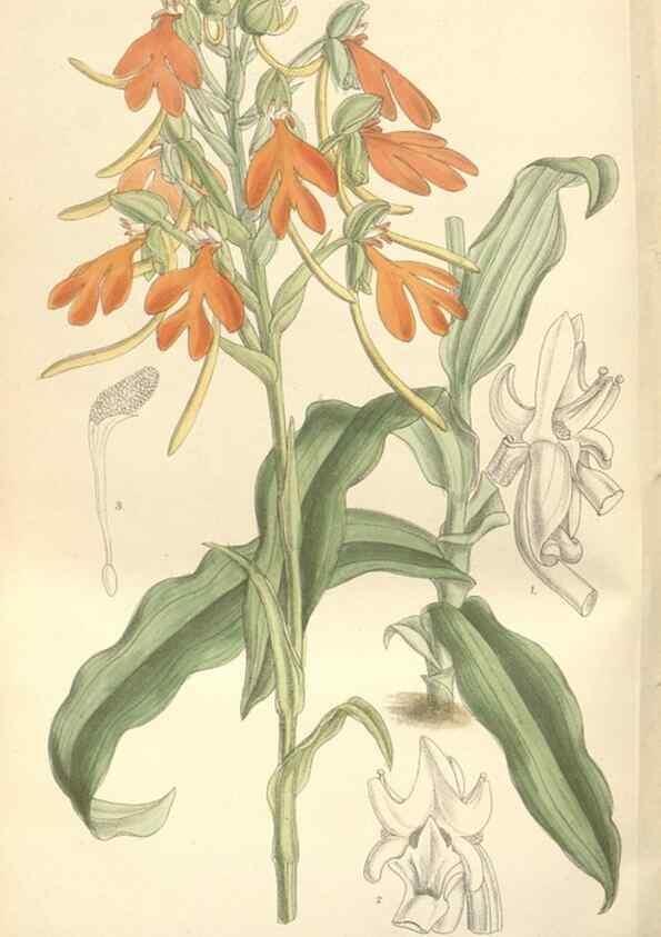 Reproducción/Reproduction 35051947900: Curtis's botanical magazine.. London ; New York [etc.] :Academic Press [etc.]
