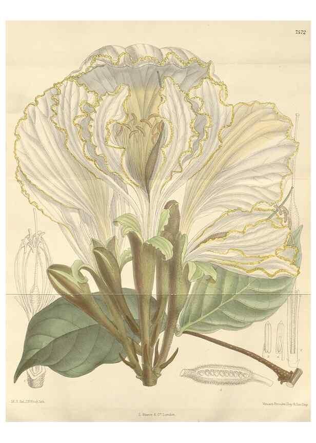 Reproducción/Reproduction 35439011235: Curtis's botanical magazine.. London ; New York [etc.] :Academic Press [etc.]