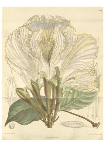 Reproducción/Reproduction 35439011235: Curtis's botanical magazine.. London ; New York [etc.] :Academic Press [etc.]