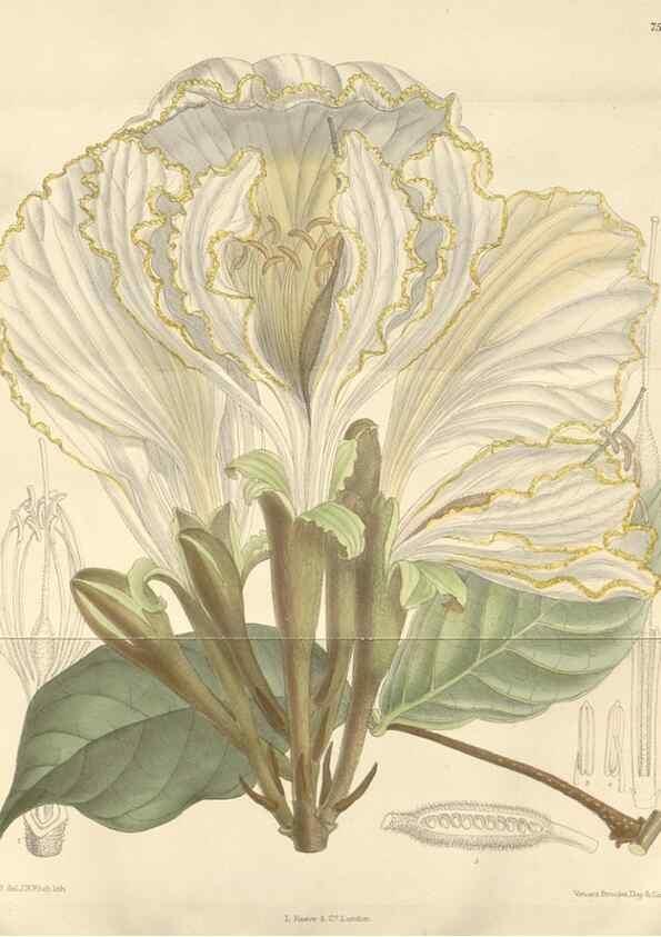 Reproducción/Reproduction 35439011235: Curtis's botanical magazine.. London ; New York [etc.] :Academic Press [etc.]