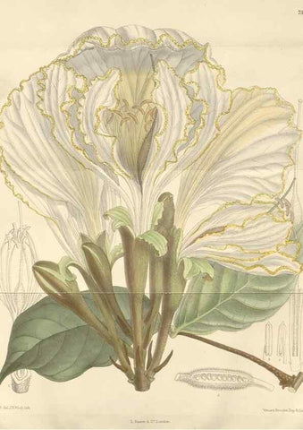 Reproducción/Reproduction 35439011235: Curtis's botanical magazine.. London ; New York [etc.] :Academic Press [etc.]