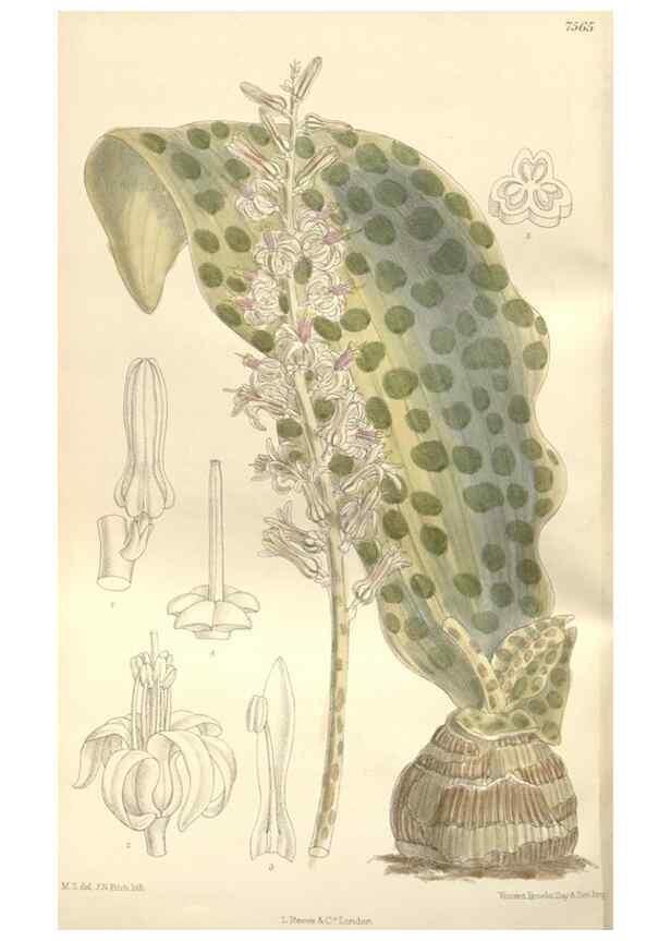 Reproducción/Reproduction 35399248396: Curtis's botanical magazine.. London ; New York [etc.] :Academic Press [etc.]