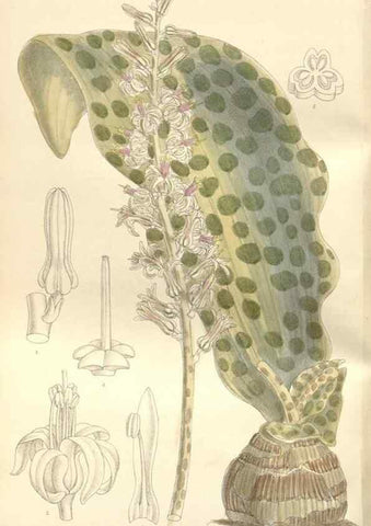Reproducción/Reproduction 35399248396: Curtis's botanical magazine.. London ; New York [etc.] :Academic Press [etc.]