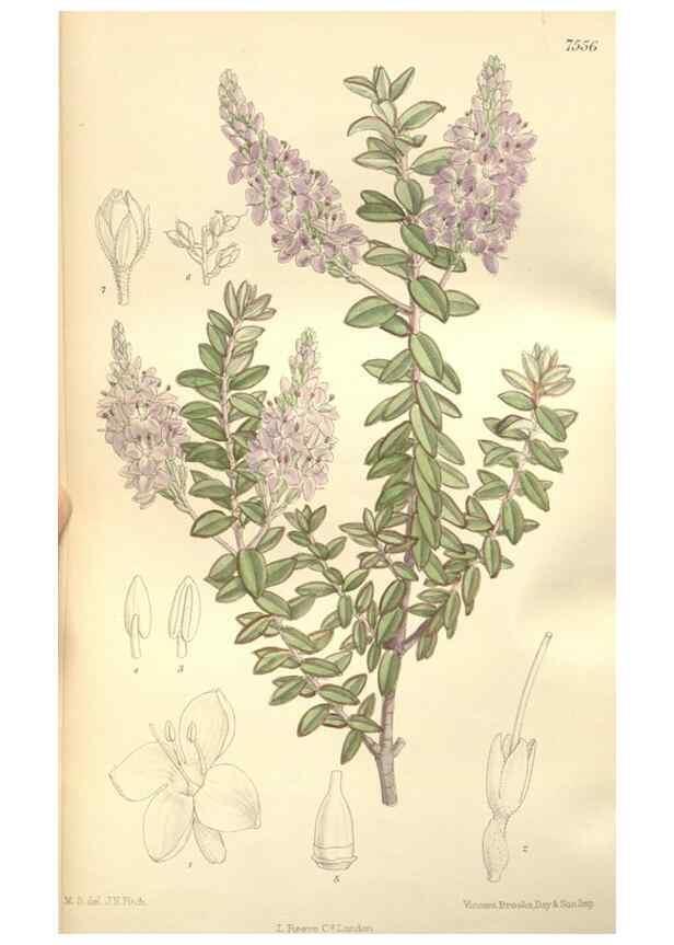 Reproducción/Reproduction 35399232706: Curtis's botanical magazine.. London ; New York [etc.] :Academic Press [etc.]