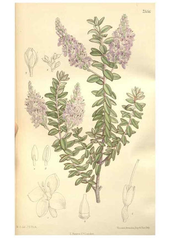 Reproducción/Reproduction 35399232706: Curtis's botanical magazine.. London ; New York [etc.] :Academic Press [etc.]
