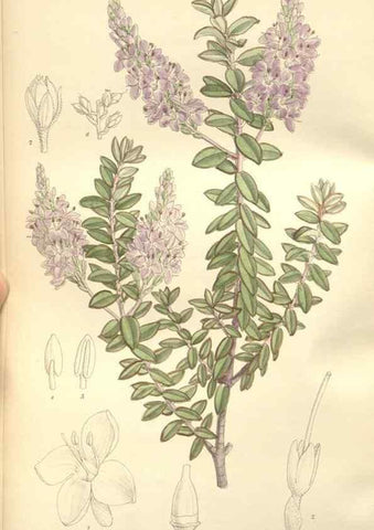 Reproducción/Reproduction 35399232706: Curtis's botanical magazine.. London ; New York [etc.] :Academic Press [etc.]