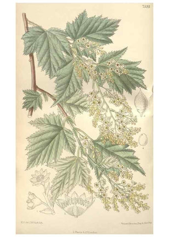 Reproducción/Reproduction 35399358856: Curtis's botanical magazine.. London ; New York [etc.] :Academic Press [etc.]