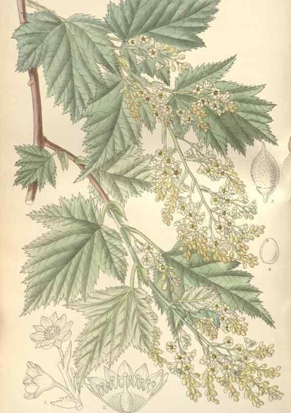 Reproducción/Reproduction 35399358856: Curtis's botanical magazine.. London ; New York [etc.] :Academic Press [etc.]