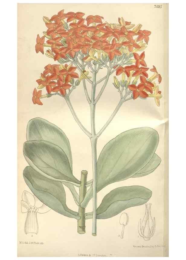 Reproducción/Reproduction 35309413431: Curtis's botanical magazine.. London ; New York [etc.] :Academic Press [etc.]
