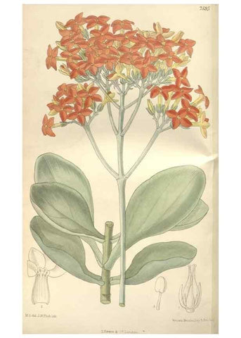 Reproducción/Reproduction 35309413431: Curtis's botanical magazine.. London ; New York [etc.] :Academic Press [etc.]