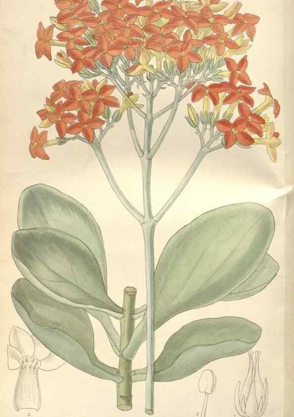 Reproducción/Reproduction 35309413431: Curtis's botanical magazine.. London ; New York [etc.] :Academic Press [etc.]