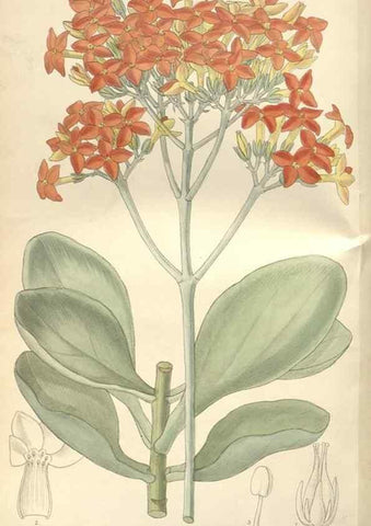 Reproducción/Reproduction 35309413431: Curtis's botanical magazine.. London ; New York [etc.] :Academic Press [etc.]