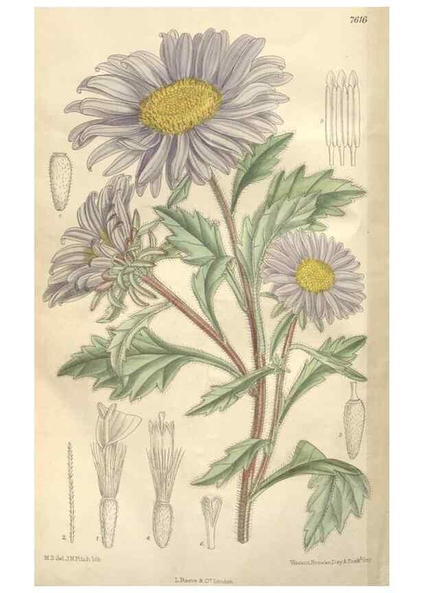 Reproducción/Reproduction 35439096925: Curtis's botanical magazine.. London ; New York [etc.] :Academic Press [etc.]