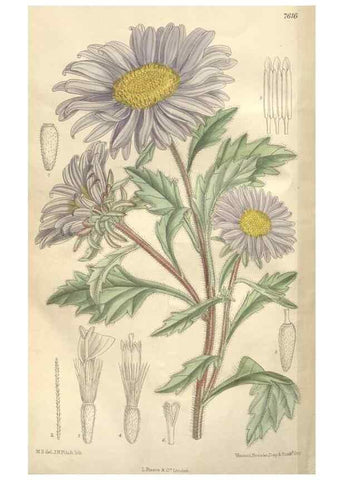 Reproducción/Reproduction 35439096925: Curtis's botanical magazine.. London ; New York [etc.] :Academic Press [etc.]