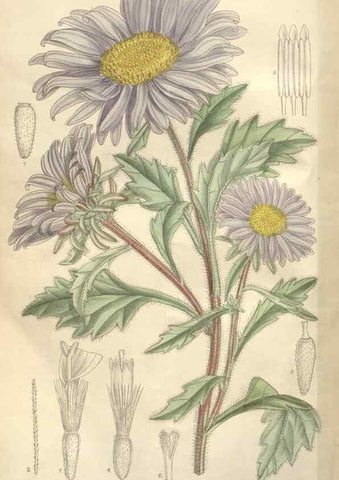 Reproducción/Reproduction 35439096925: Curtis's botanical magazine.. London ; New York [etc.] :Academic Press [etc.]