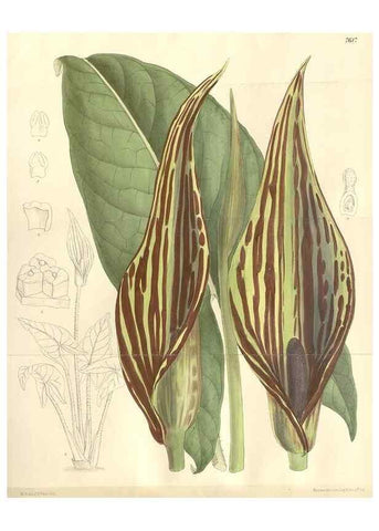 Reproducción/Reproduction 35439099755: Curtis's botanical magazine.. London ; New York [etc.] :Academic Press [etc.]