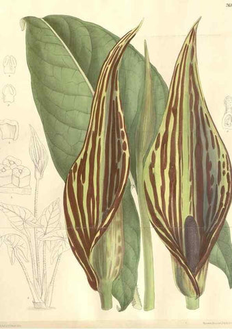 Reproducción/Reproduction 35439099755: Curtis's botanical magazine.. London ; New York [etc.] :Academic Press [etc.]