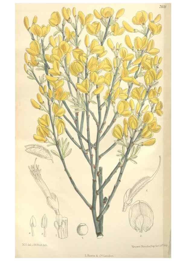 Reproducción/Reproduction 34629281363: Curtis's botanical magazine.. London ; New York [etc.] :Academic Press [etc.]