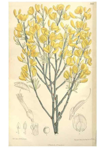 Reproducción/Reproduction 34629281363: Curtis's botanical magazine.. London ; New York [etc.] :Academic Press [etc.]