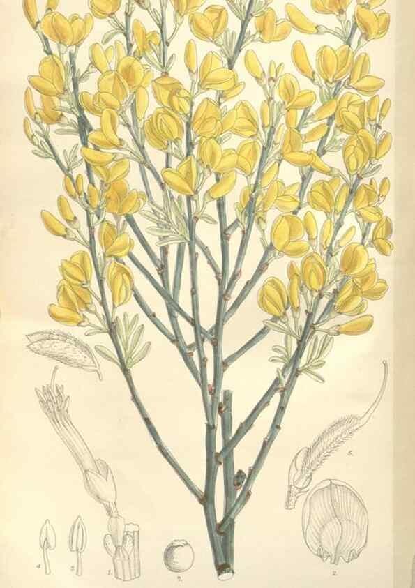 Reproducción/Reproduction 34629281363: Curtis's botanical magazine.. London ; New York [etc.] :Academic Press [etc.]