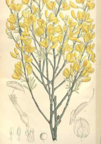 Reproducción/Reproduction 34629281363: Curtis's botanical magazine.. London ; New York [etc.] :Academic Press [etc.]