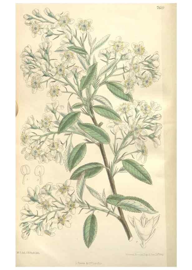 Reproducción/Reproduction 34629282903: Curtis's botanical magazine.. London ; New York [etc.] :Academic Press [etc.]