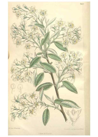 Reproducción/Reproduction 34629282903: Curtis's botanical magazine.. London ; New York [etc.] :Academic Press [etc.]