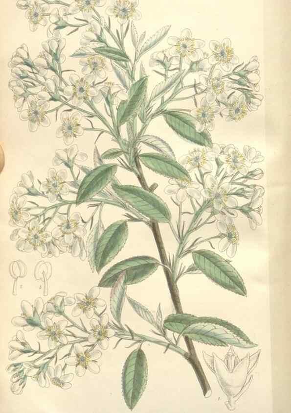Reproducción/Reproduction 34629282903: Curtis's botanical magazine.. London ; New York [etc.] :Academic Press [etc.]