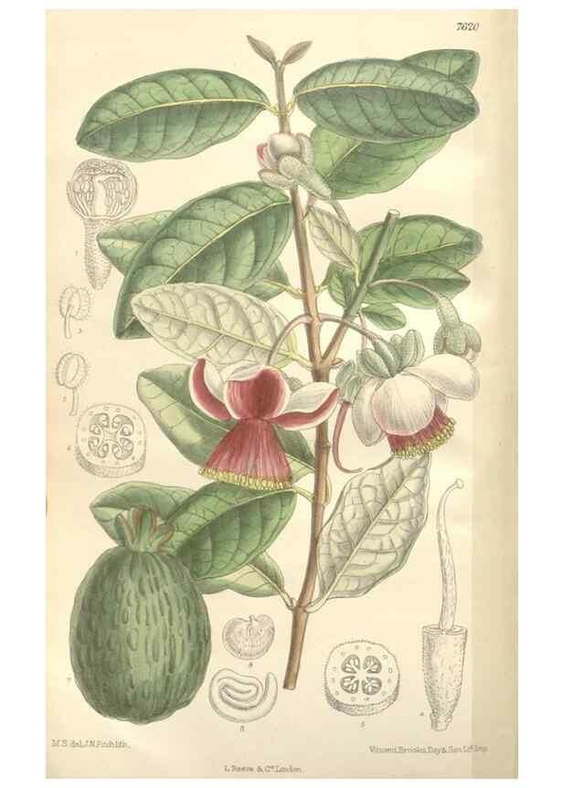 Reproducción/Reproduction 34629284453: Curtis's botanical magazine.. London ; New York [etc.] :Academic Press [etc.]