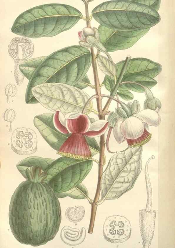 Reproducción/Reproduction 34629284453: Curtis's botanical magazine.. London ; New York [etc.] :Academic Press [etc.]