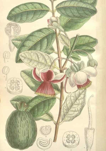 Reproducción/Reproduction 34629284453: Curtis's botanical magazine.. London ; New York [etc.] :Academic Press [etc.]