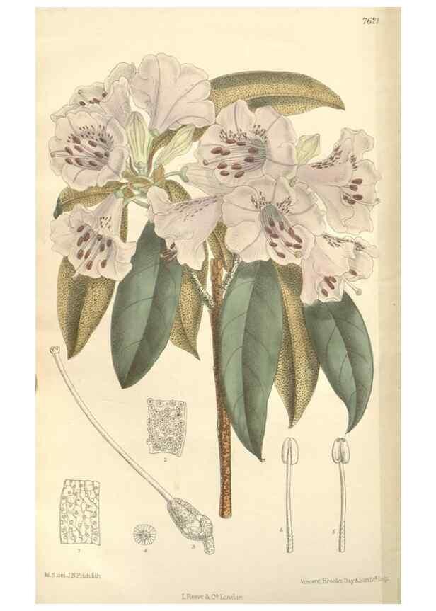 Reproducción/Reproduction 34629286253: Curtis's botanical magazine.. London ; New York [etc.] :Academic Press [etc.]