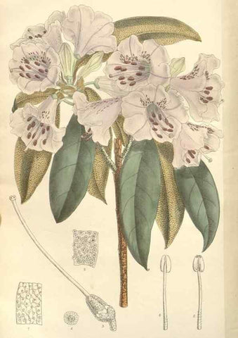 Reproducción/Reproduction 34629286253: Curtis's botanical magazine.. London ; New York [etc.] :Academic Press [etc.]