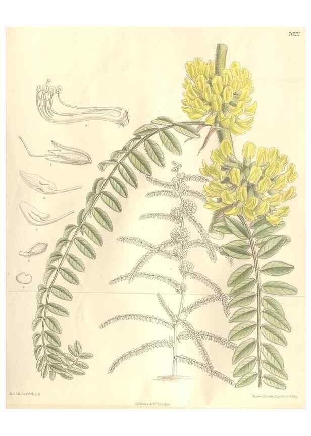 Reproducción/Reproduction 35439117915: Curtis's botanical magazine.. London ; New York [etc.] :Academic Press [etc.]