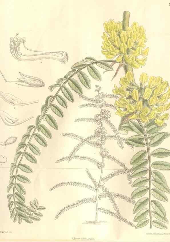 Reproducción/Reproduction 35439117915: Curtis's botanical magazine.. London ; New York [etc.] :Academic Press [etc.]