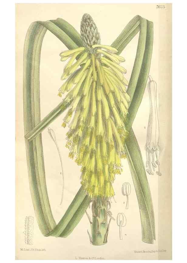 Reproducción/Reproduction 35439121035: Curtis's botanical magazine.. London ; New York [etc.] :Academic Press [etc.]