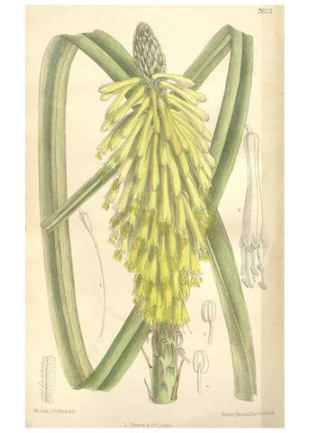 Reproducción/Reproduction 35439121035: Curtis's botanical magazine.. London ; New York [etc.] :Academic Press [etc.]